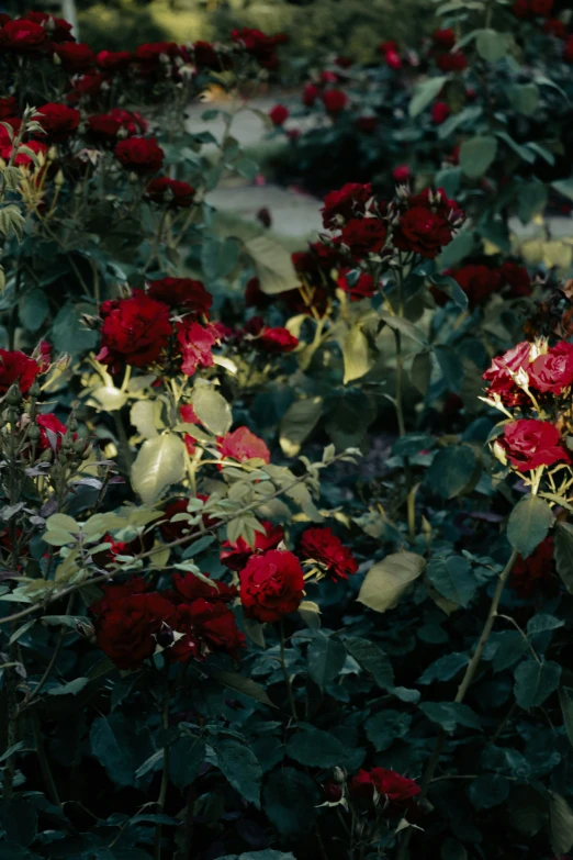 an area with flowers, foliage and concrete