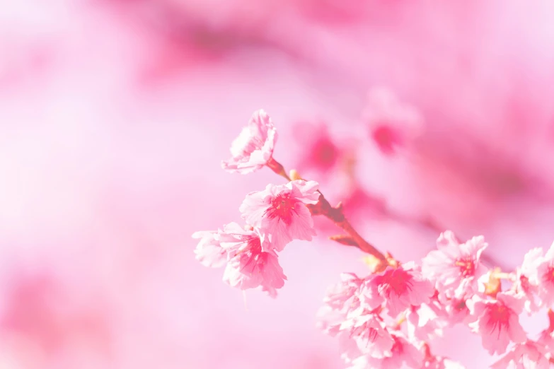 pink cherry blossoms, on a nch, in the sun