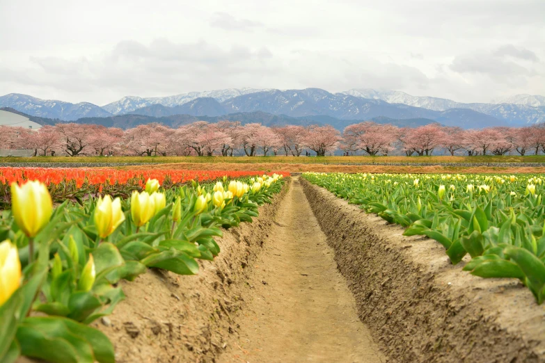 the yellow tulips bloom in a field with the mountains in the background