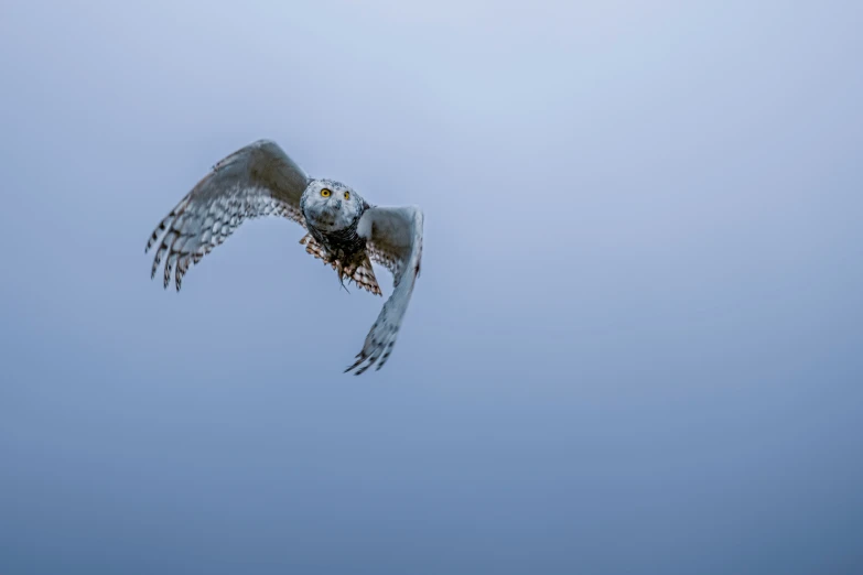 a large bird flying through a gray cloudy sky