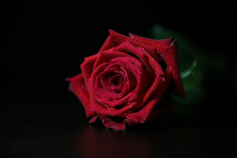 a single red rose with some water droplets