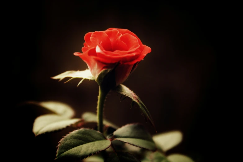 a red rose with one bud off the end