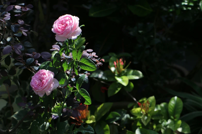 several pink flowers that are blooming on trees