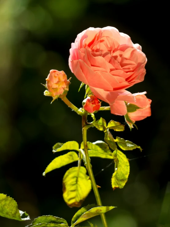 a pink rose with two green leaves on it