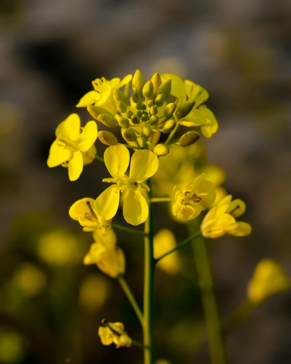 the flower is on top of an odd shaped stem