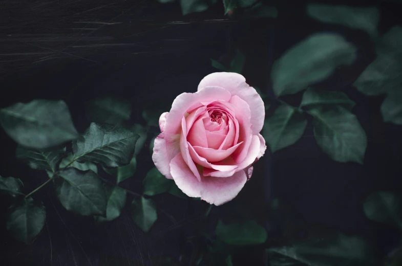 a pink rose with green leaves is shown