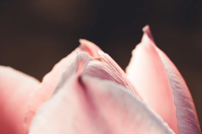 a close up s of the back of a pink flower