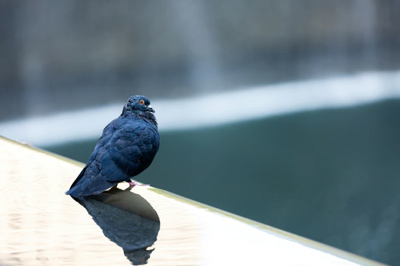 a close - up po of a blue bird with its reflection on the ground