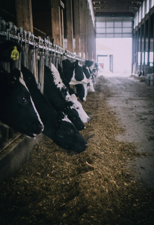 several cows are in a pen on top of hay