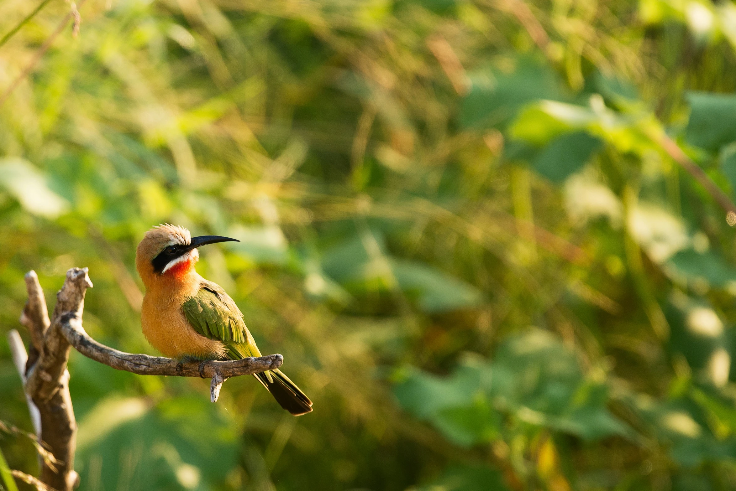 a colorful bird is sitting on a thin nch