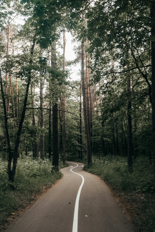 the road in a forest is curved as if to turn right