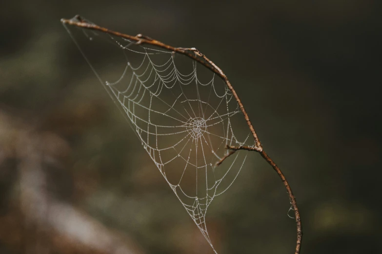 a web cobwe hanging from a twig