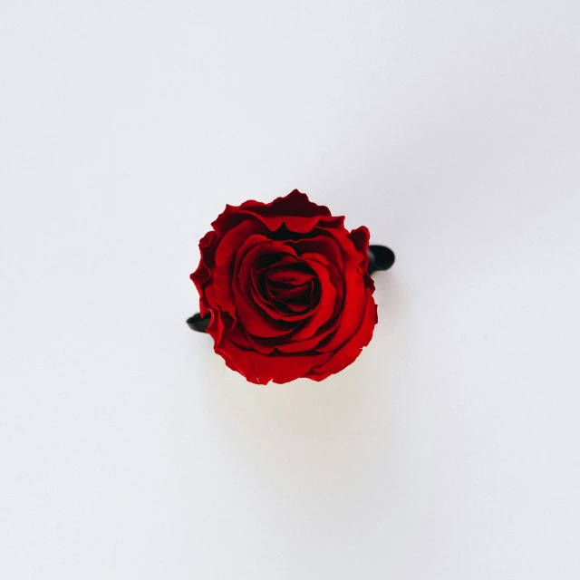 an overhead view of a single red rose on a white surface