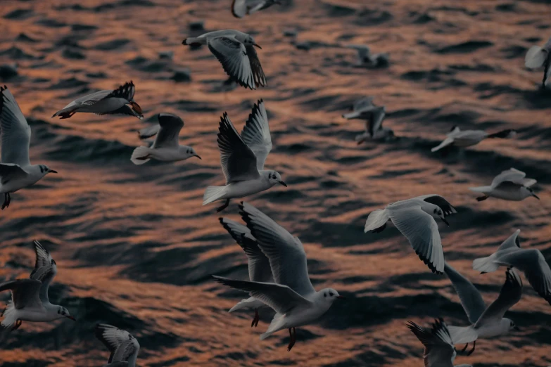 many birds in the air flying near water