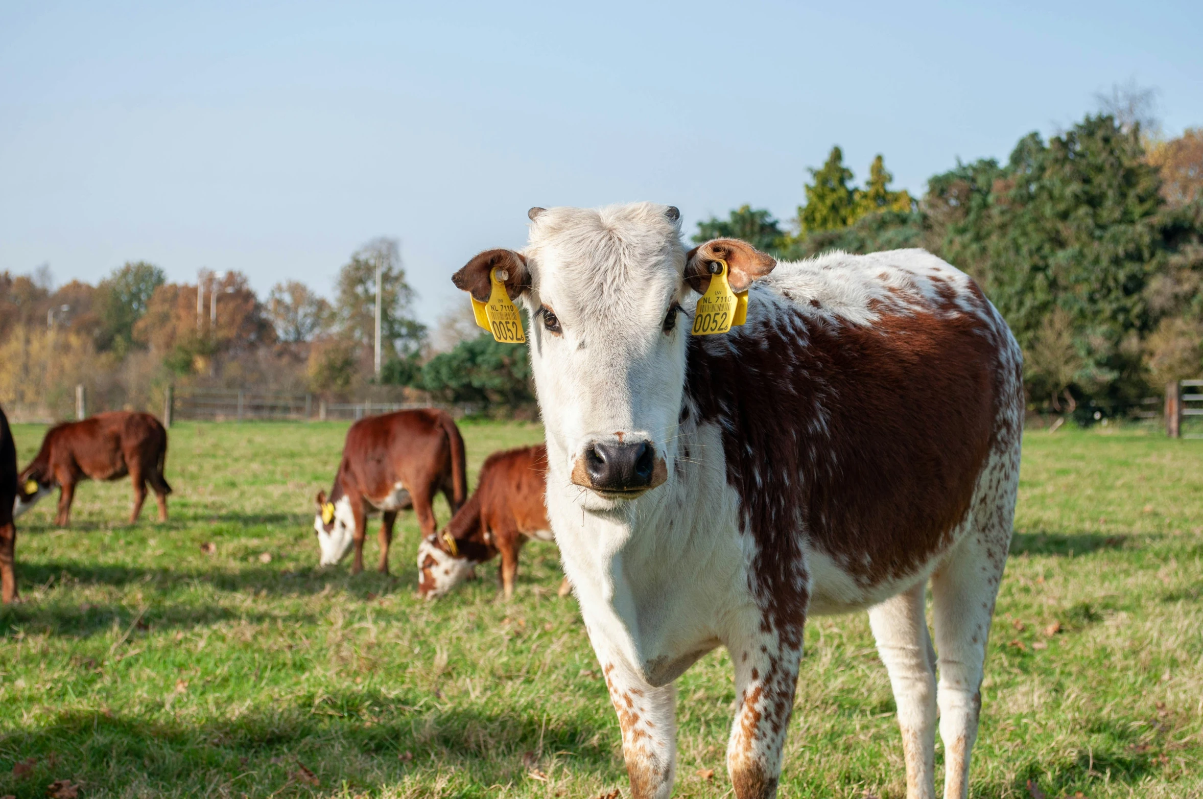 some cows are eating in a field while others are grazing