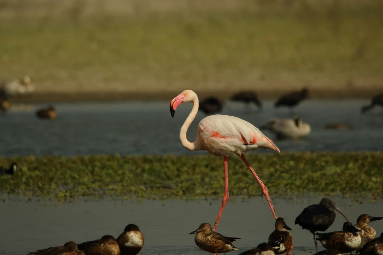 a pink bird with its  and feet extended