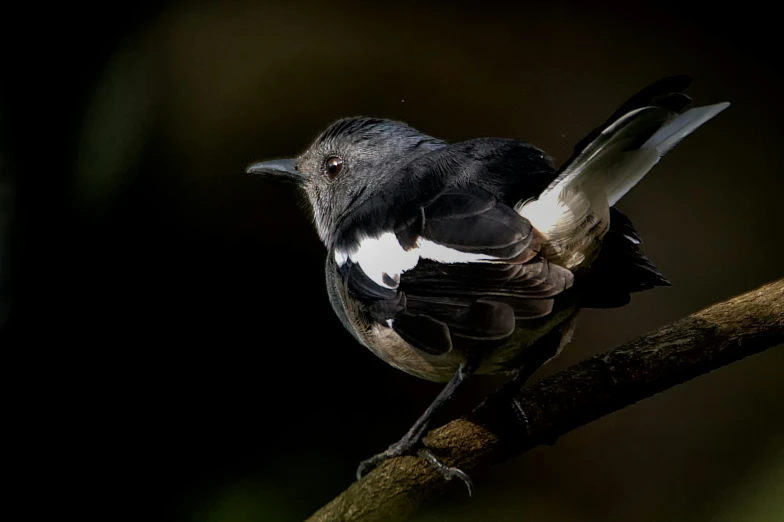 a black bird with white patch on it's wings perched on a tree nch