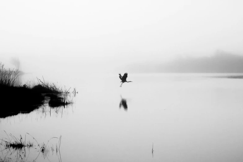 an eagle soaring above a misty lake