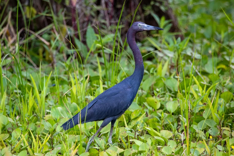 a tall bird standing in some green grass