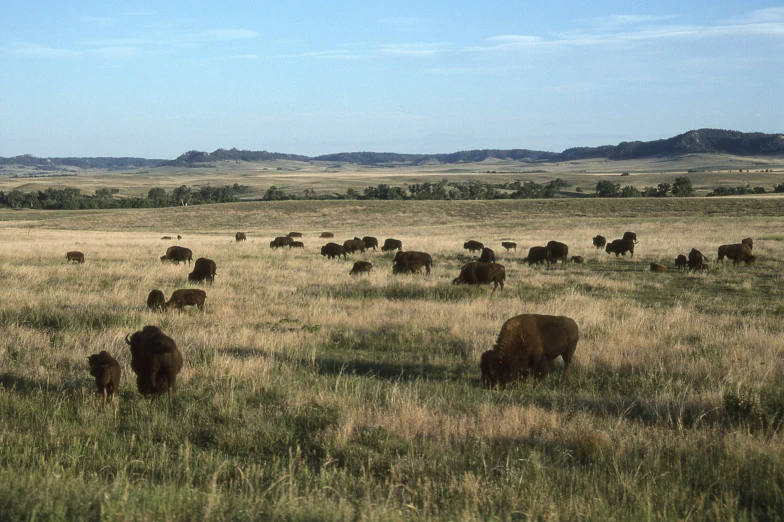 a herd of buffalo grazing in a field