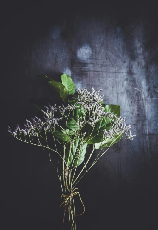 the bouquet of lavender has just begun to bloom