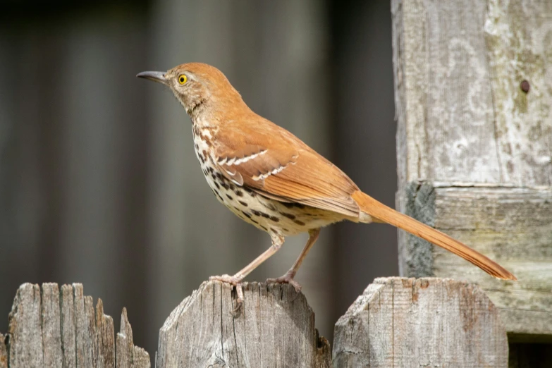 a close up of a bird on top of a wooden fence