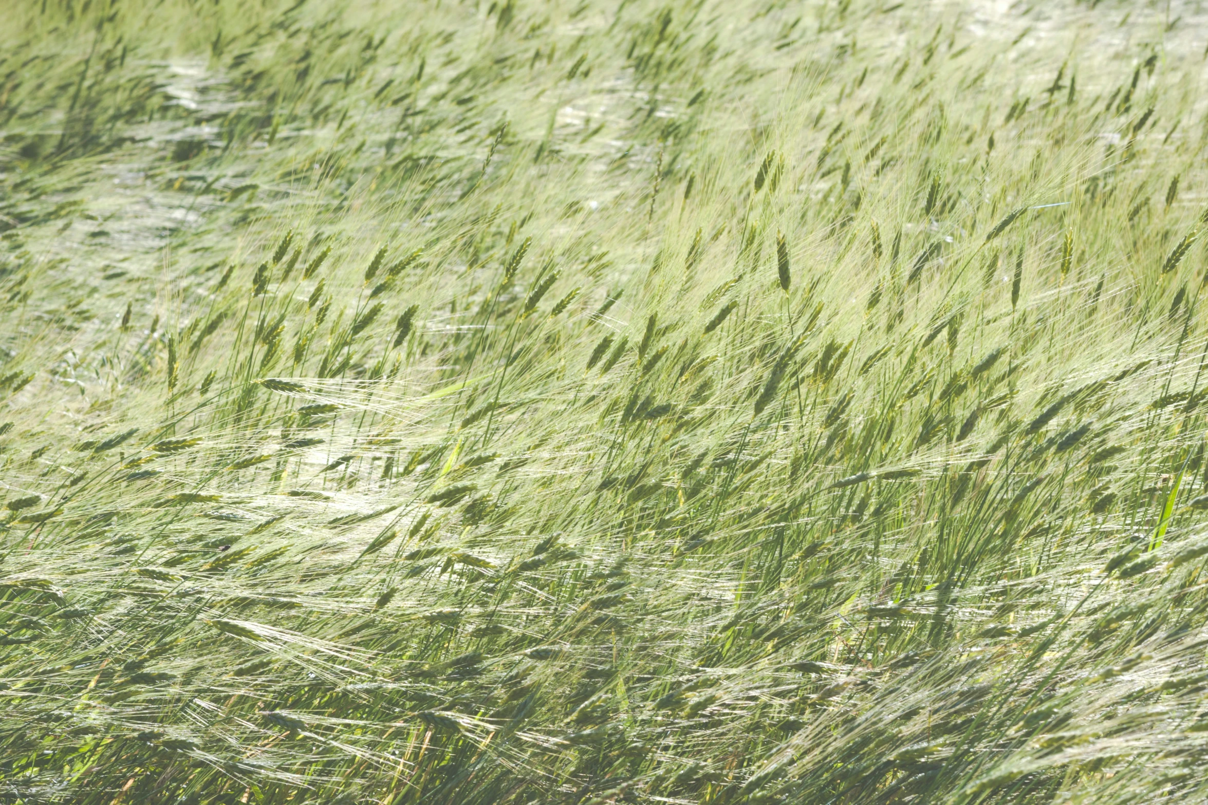 tall grass blowing on the wind in a field