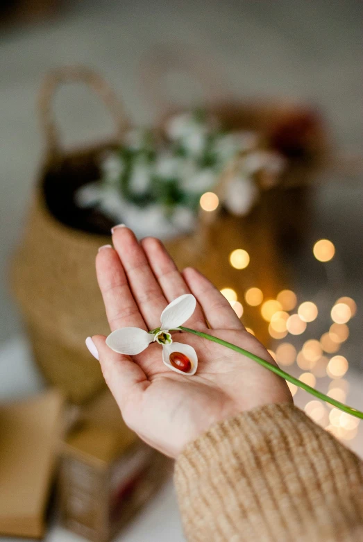 woman hand holding rose that is very large and white