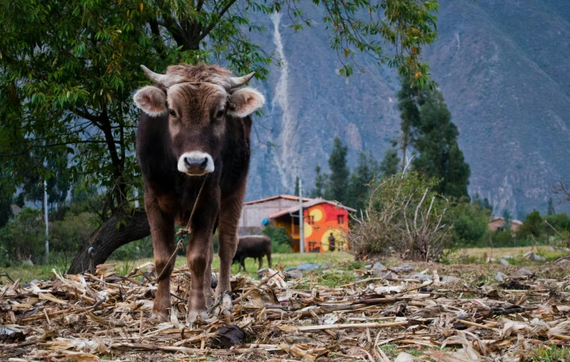 a cow with horns standing in a leaf covered area next to a mountain