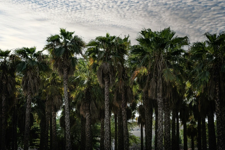 palm trees in a forest on a cloudy day