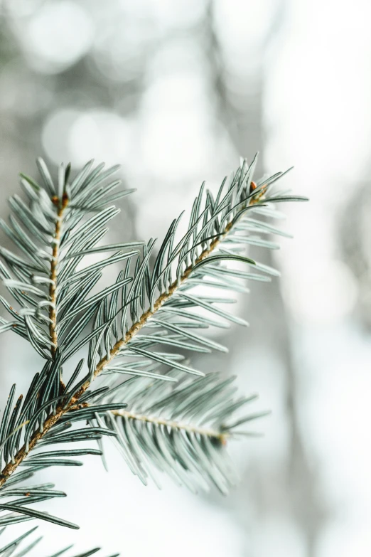 pine tree needles with small white tips