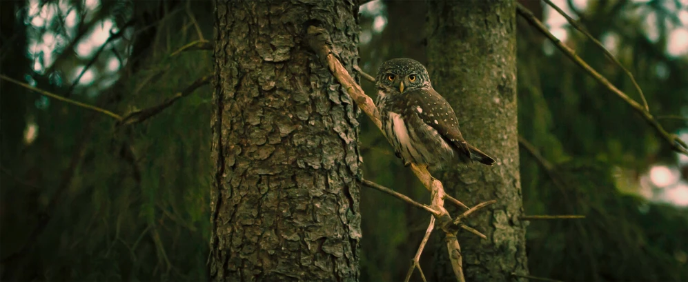 an owl sits on the nch of a pine tree