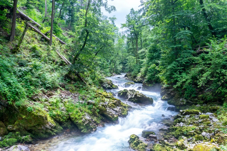 a creek running through the middle of a forest