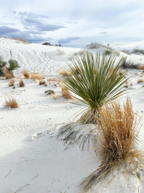 a plant in the snow near a pile of sand