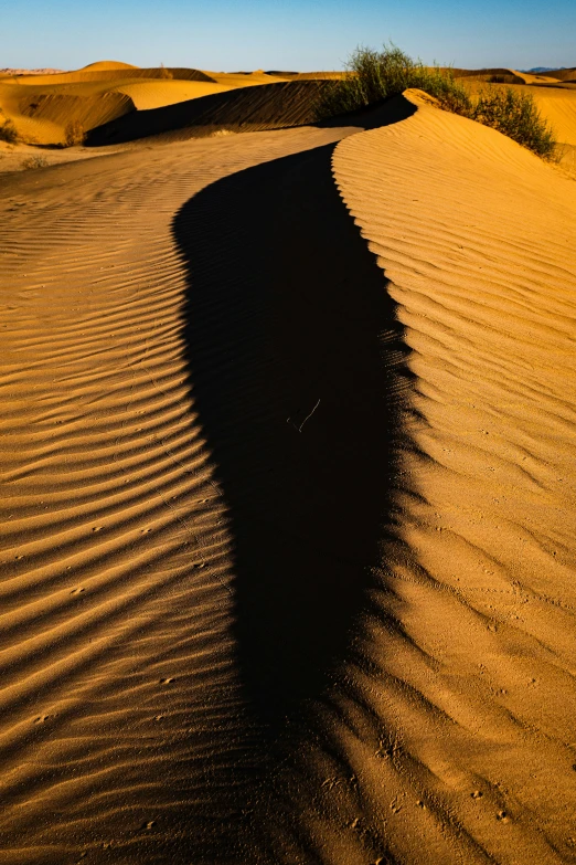 a lone tree stands alone in the sand dunes