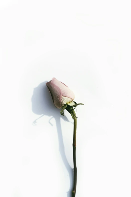 a single pink rose sitting in front of a white wall