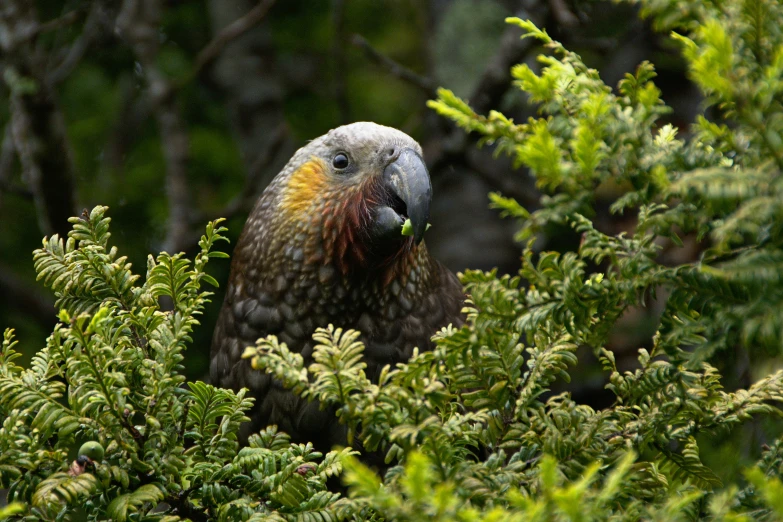 there is a bird in the tall green trees