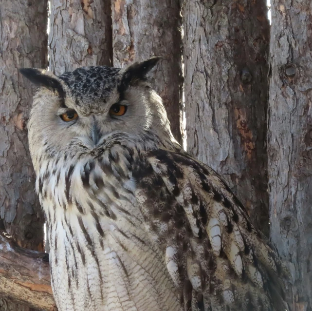 an owl sitting on a tree stump in the sunlight