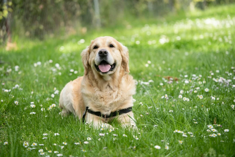 a dog with a leash laying in the grass
