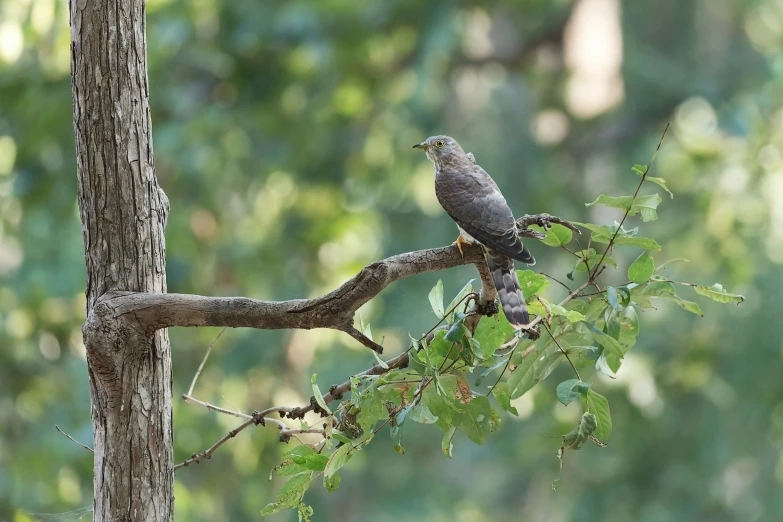 a small bird perched on a nch near leaves