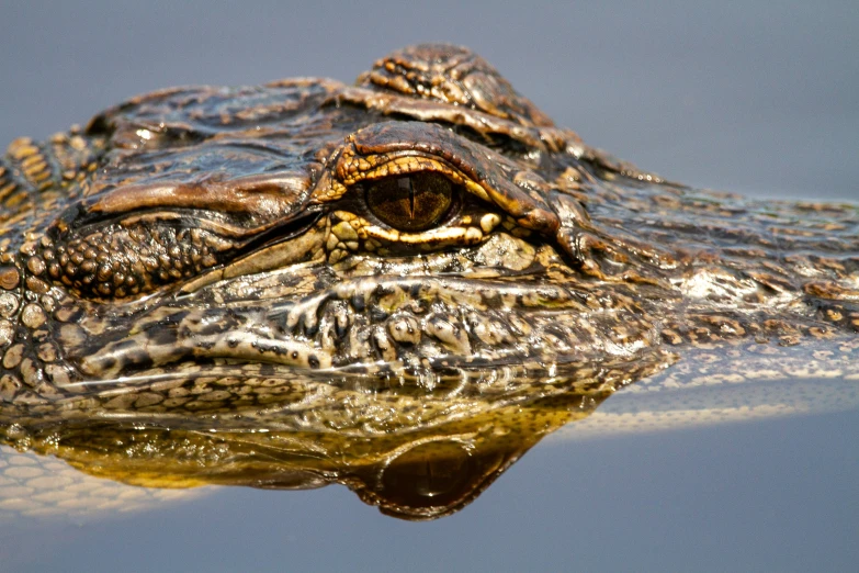 there is an alligator with its head slightly submerged