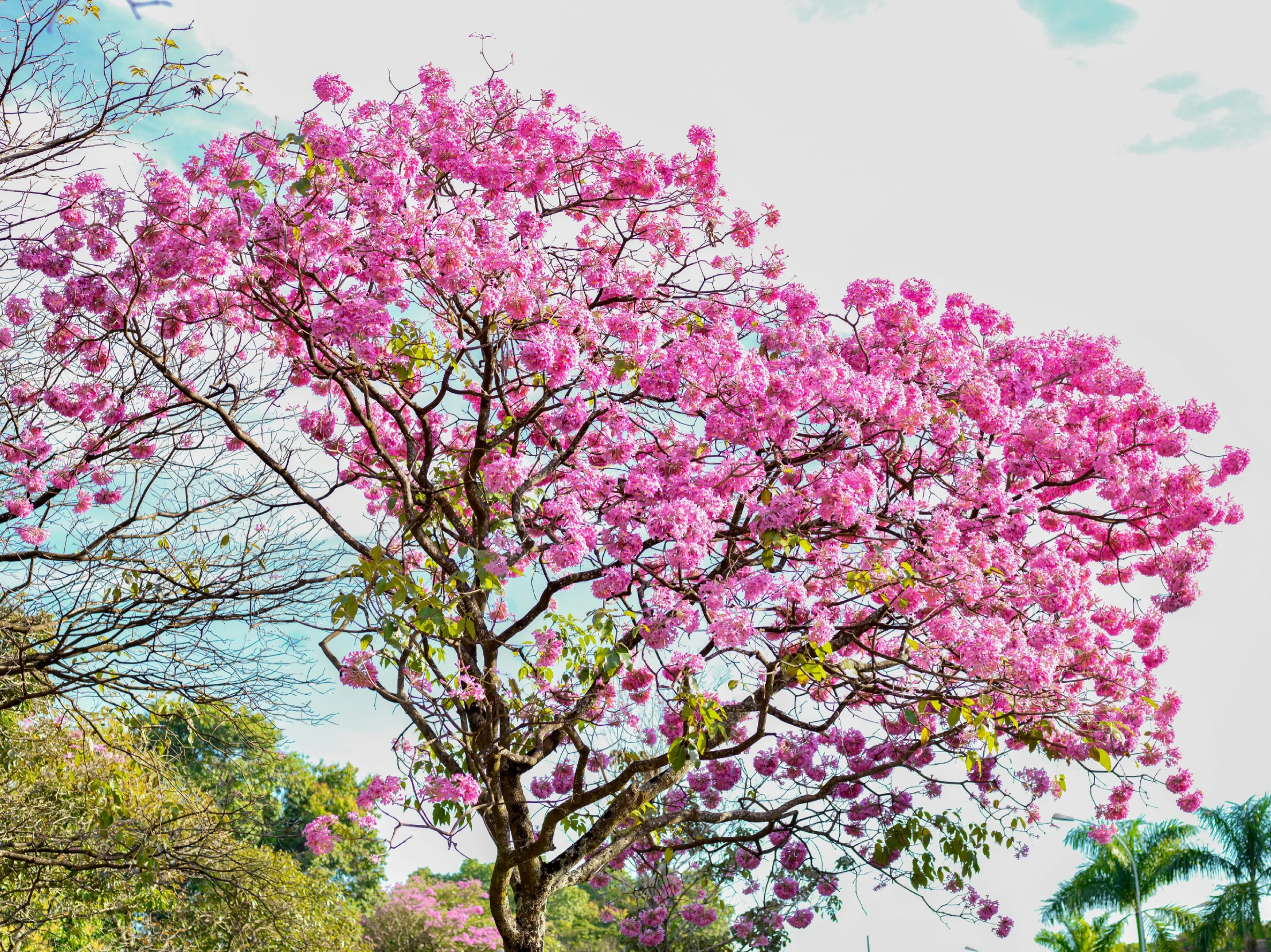 two girls in the park under the pink tree