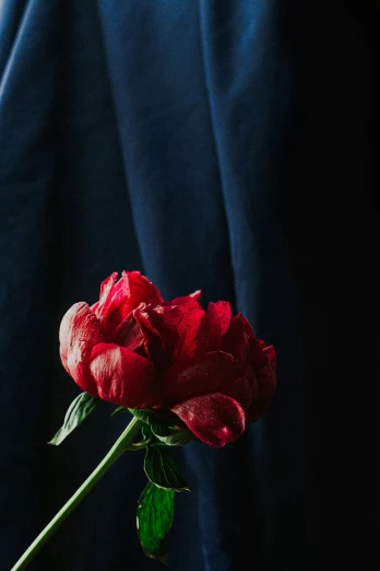 an image of red flower on a black background
