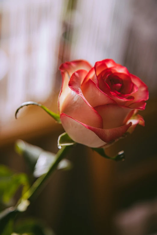 a closeup s of a red rose