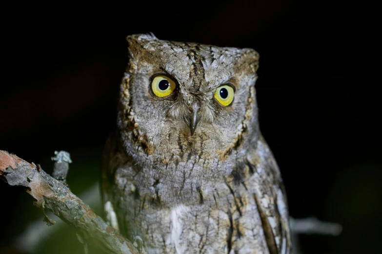 an owl with yellow eyes is perched on a nch