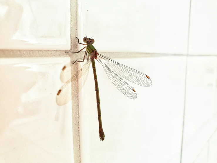 a dragon flys by on a wall