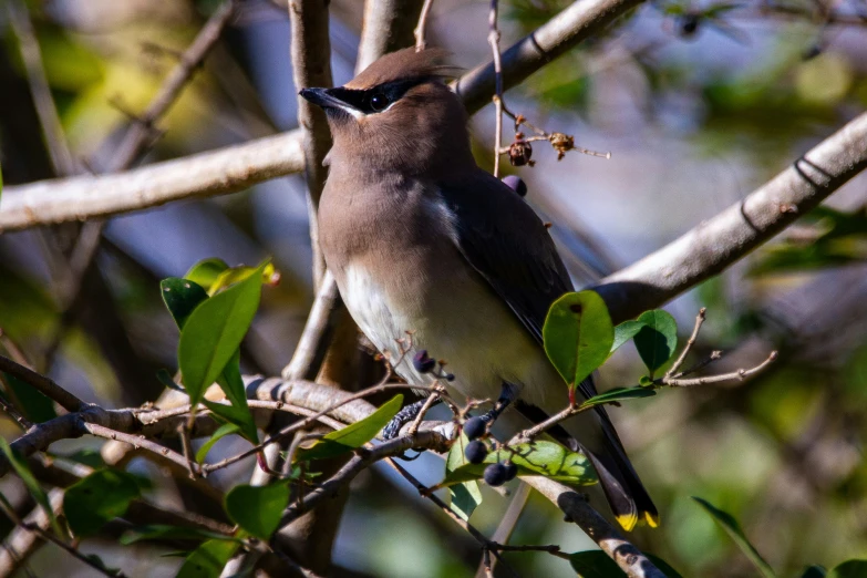 there is a bird that is sitting on a tree