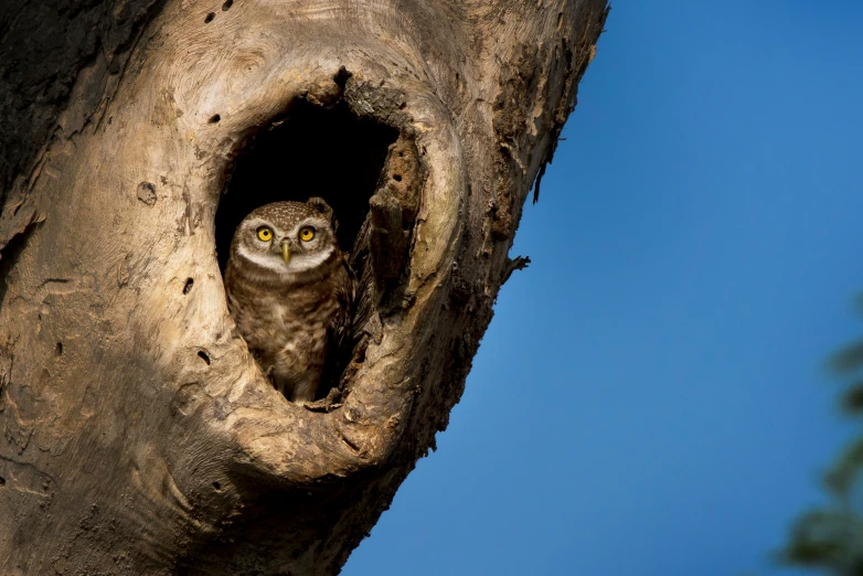 an owl looking out from a hole in a tree trunk