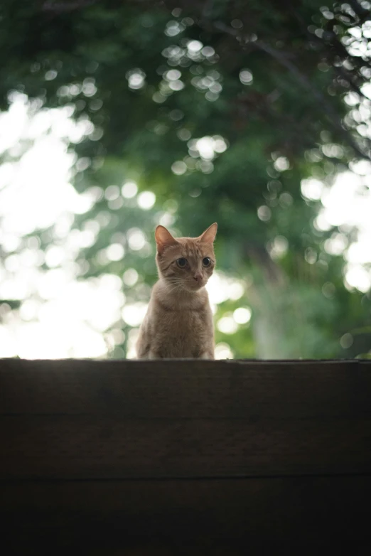 a cat sitting on the edge of a building