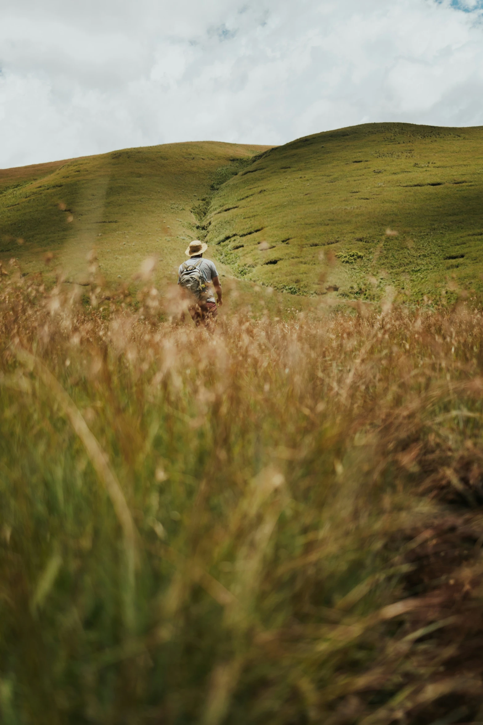 the person is walking through tall grass on the hill